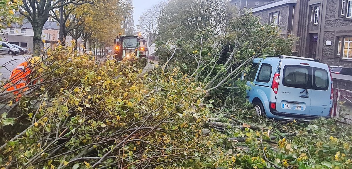 [Photos + vidéos] Tempête Ciaran. De nombreux arbres n'ont pas résisté à la puissance du vent dans le nord-Cotentin