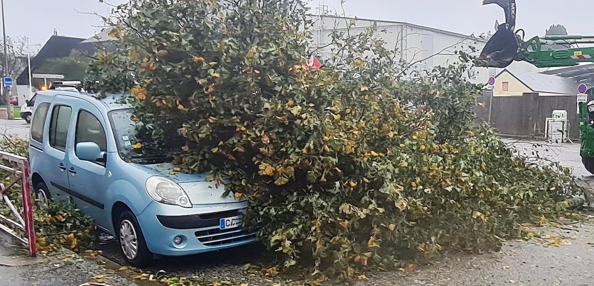 Cherbourg-en-Cotentin. Tempête Ciaran : une école toujours fermée et au moins 180 arbres tombés dans la ville