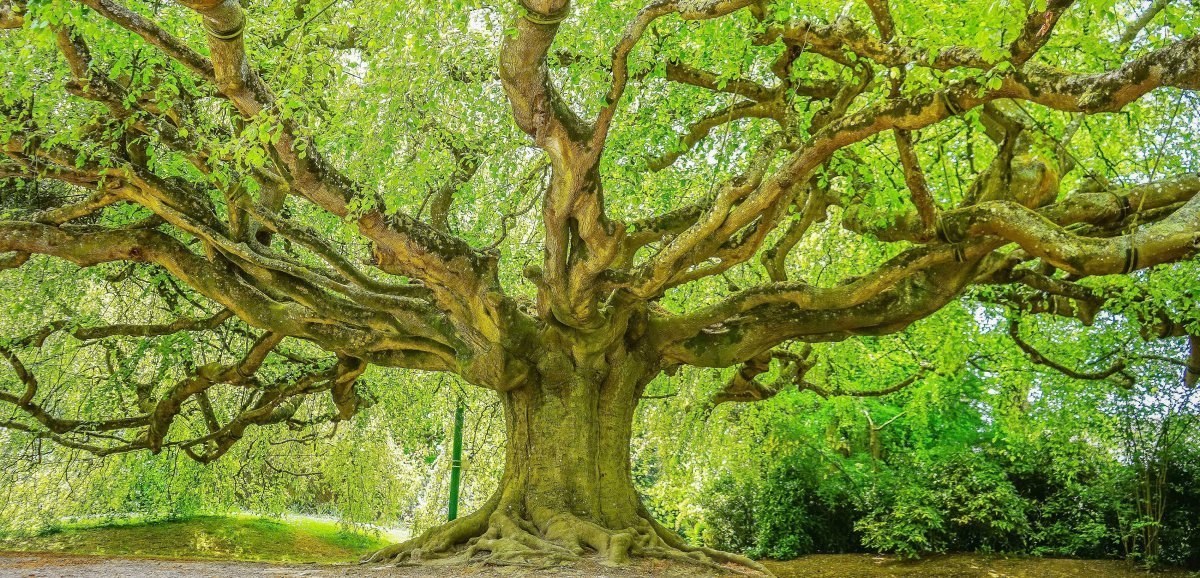 Bayeux. Le hêtre pleureur représente la Normandie au concours national de l'arbre de l'année