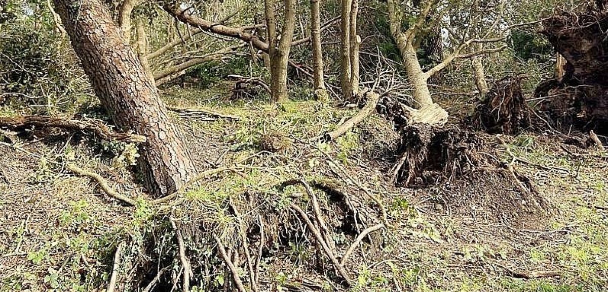 Lessay. Arbres déracinés par la tempête Ciaran : pourquoi la Ville interdit le ramassage du bois