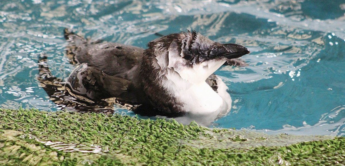 Allouville-Bellefosse. Il avait été trouvé sur un balcon à Dieppe : un pingouin recueilli par le CHENE est mort