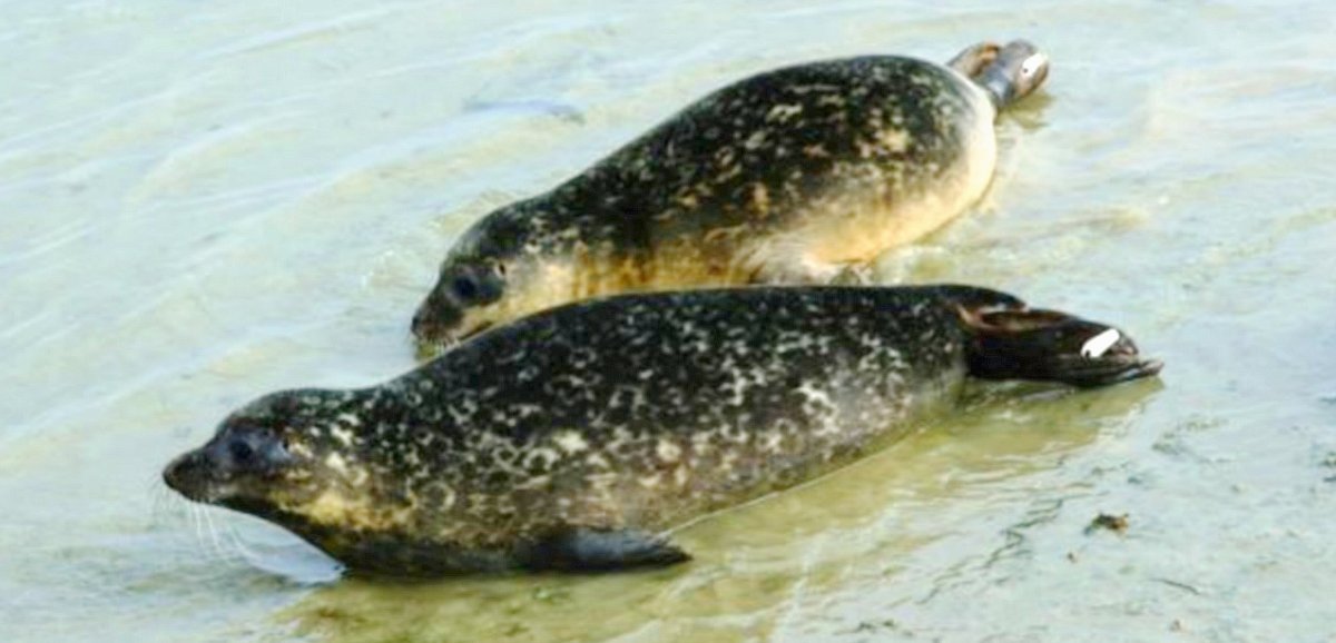 Fermanville. Deux jeunes phoques s'échouent sur la plage de Fréval