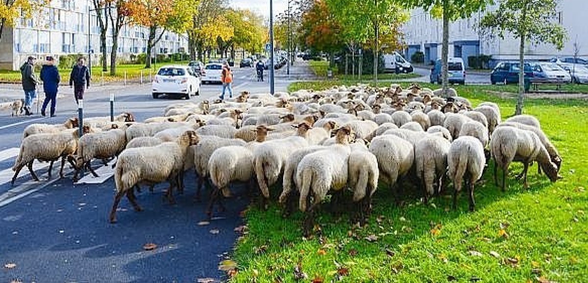 Transhumance. 235 moutons, une ânesse et deux chiens parcourent Evreux