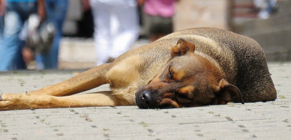 Près d'Evreux. Six chiens sauvés après un signalement pour mauvais traitements