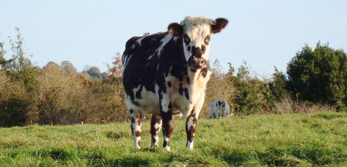 Orne. Oreillette, la vache normande, égérie du prochain Salon de l'agriculture