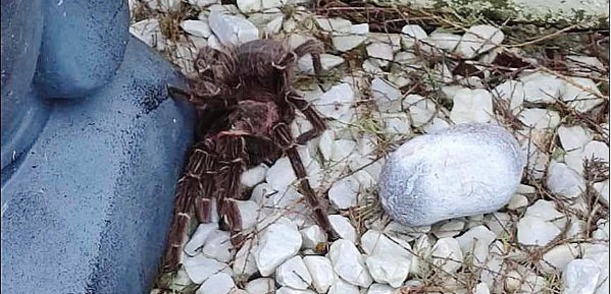Eure. Un habitant de l'Eure surpris par un mygale dans son jardin