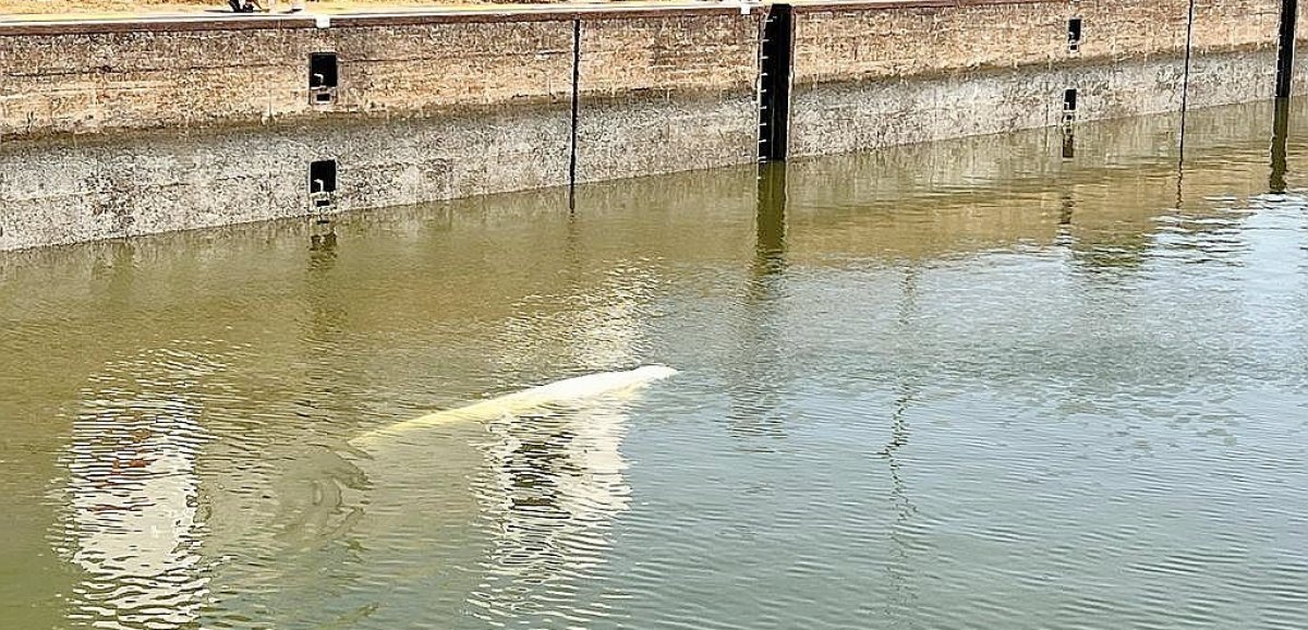 Près de Rouen. Un cétacé aperçu dans la Seine par un riverain