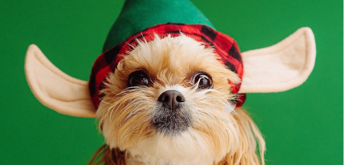 Société. Offrir un cadeau à son chien pour Noël, c'est cool ou pas ?
