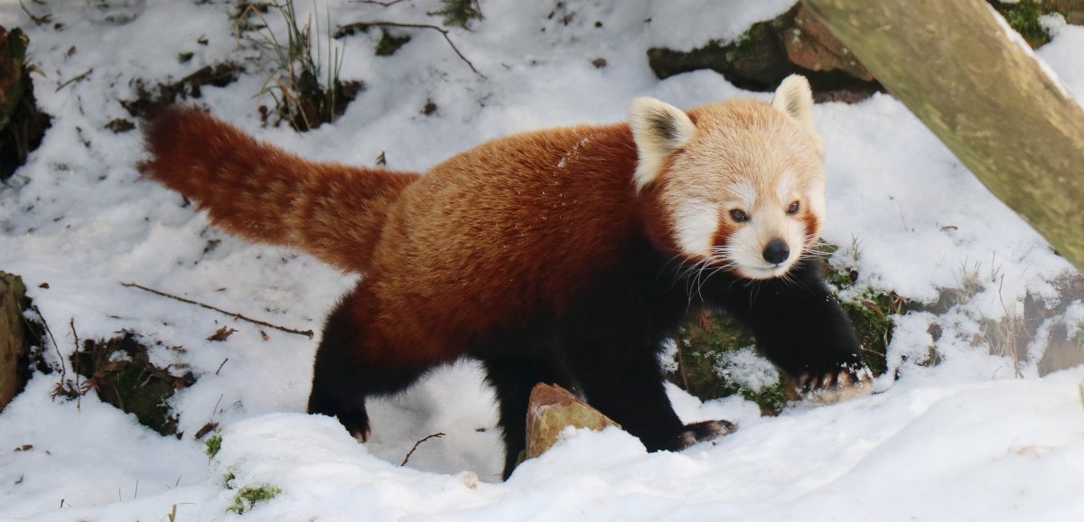 [Photos] Zoo de Jurques. Avec la neige, "il y a de petites glissades chez les animaux"