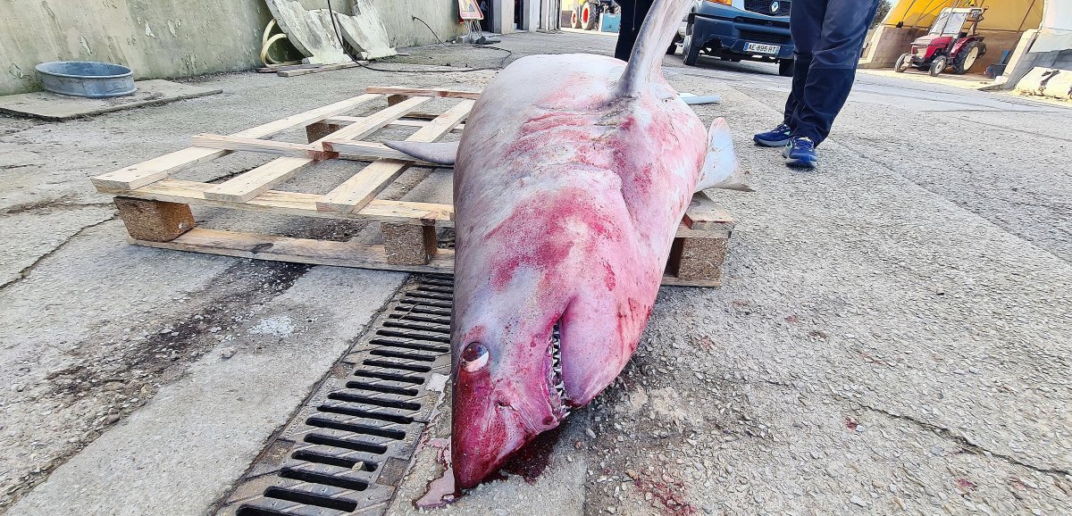 [Photos] Manche. Un requin-taupe s'échoue sur une plage : "La femelle devait mettre au monde des bébés"