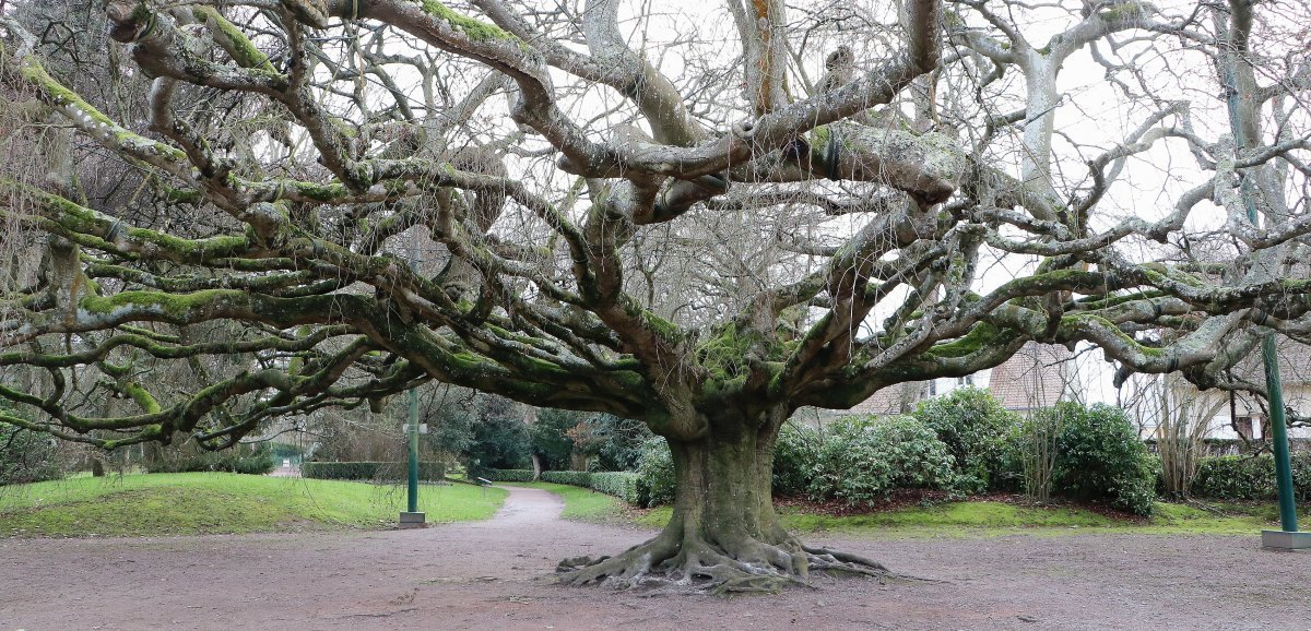 Calvados. Les Normands peuvent être fiers : le hêtre pleureur de Bayeux élu plus bel arbre de France !