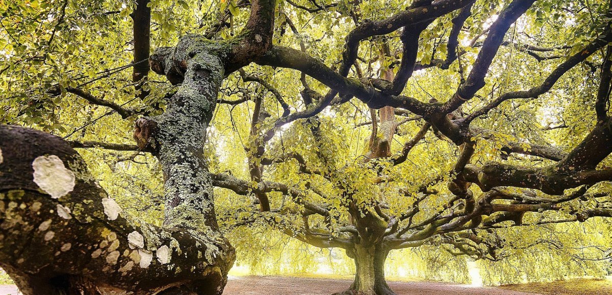 Botanique. Le plus bel arbre de France en lice pour une médaille européenne !