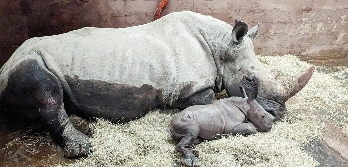 Zoo de Cerza. Un bébé rhinocéros blanc est né !