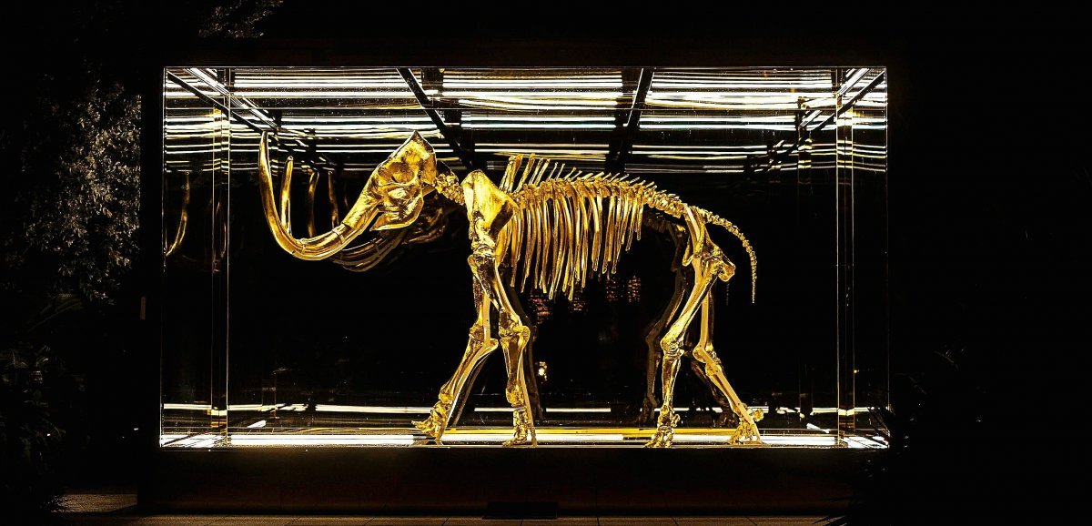 Vente aux enchères. A Évreux, un crâne de mammouth vieux de 40 000 ans a été vendu pour 75 000 euros