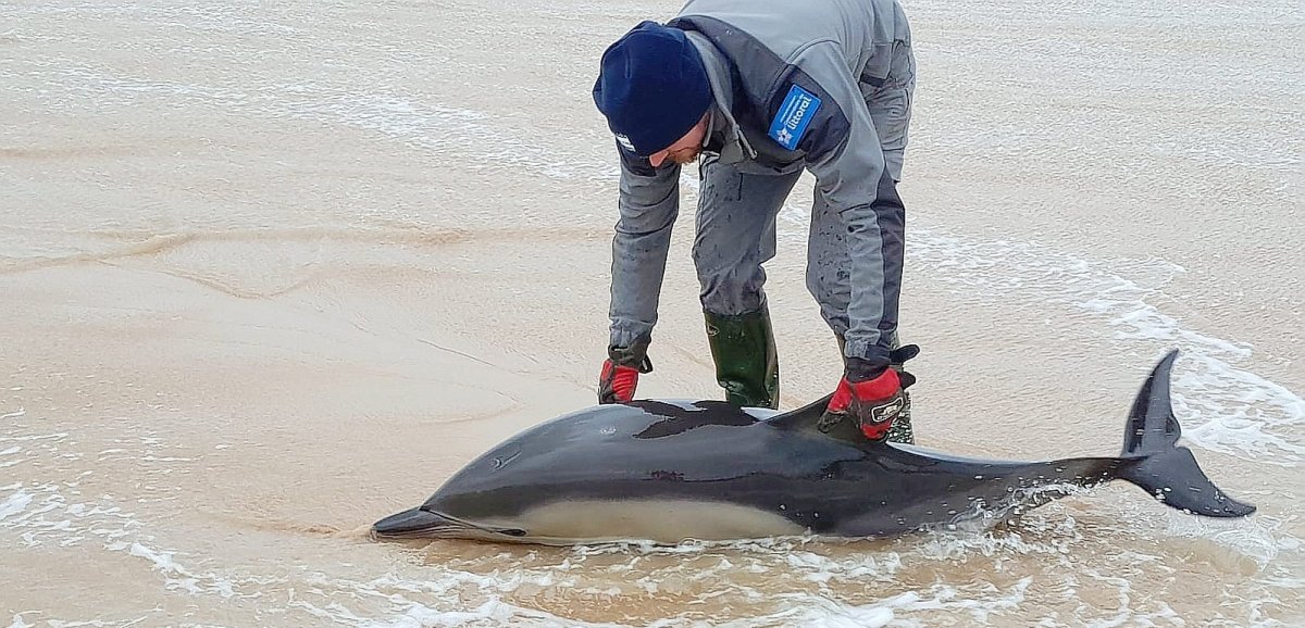 Omaha Beach. Un dauphin échoué sauvé par des employés du Département