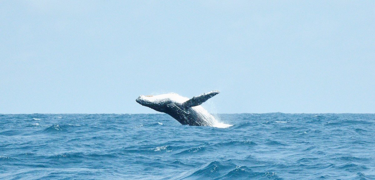 Calvados. Une baleine à bosse observée au large, un phénomène rare, immortalisé en vidéo !