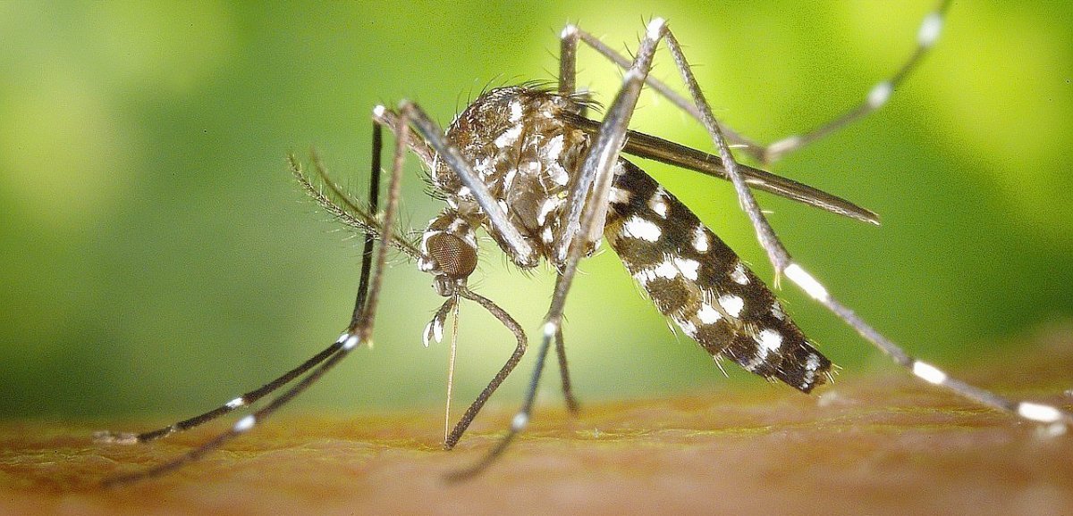 Normandie. Les moustiques-tigres sont arrivés en Seine-Maritime : pourquoi faut-il autant s'en méfier ?