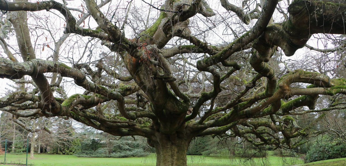 Bayeux. Le hêtre pleureur élu deuxième plus bel arbre d'Europe