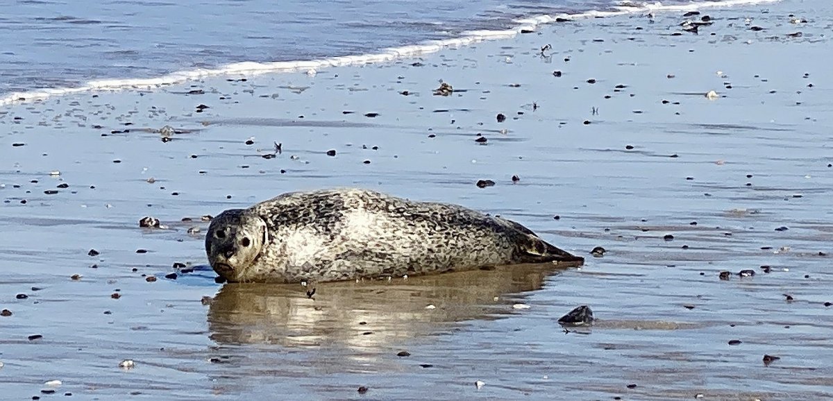 [Photos] Bréhal. Un phoque échoué sur la plage… et sauvé
