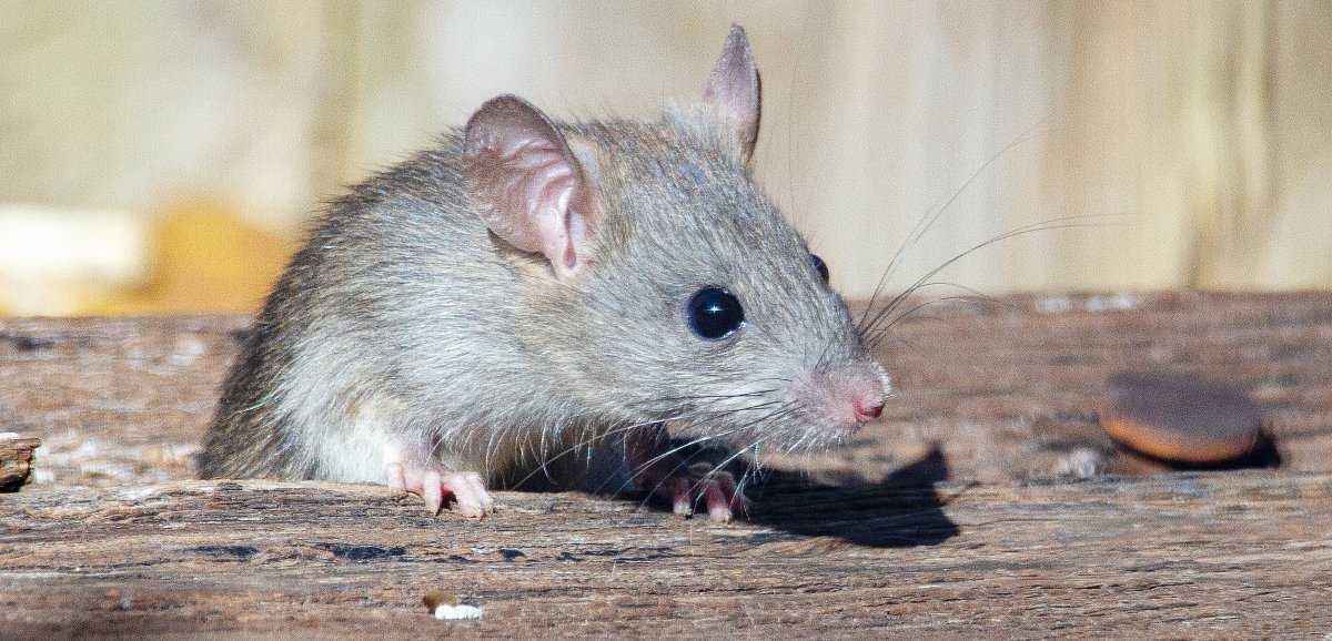 Calvados. Sauvés des laboratoires et menacés d'euthanasie, des souris et rats à adopter gratuitement