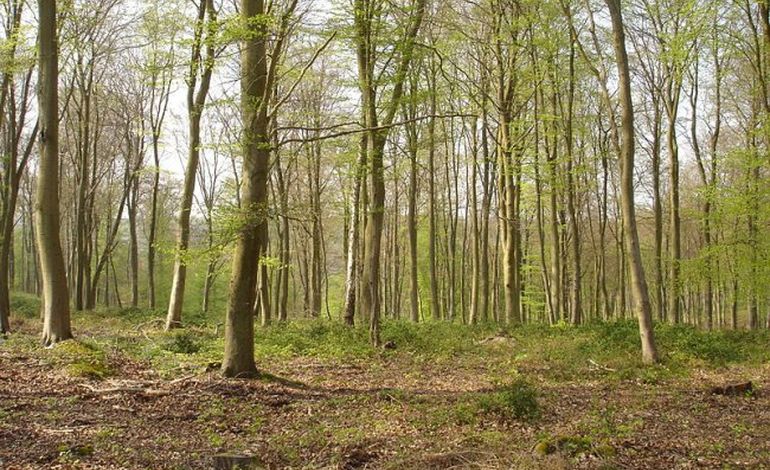 Rouen : un travesti retrouvé mort en forêt, partiellement brûlé