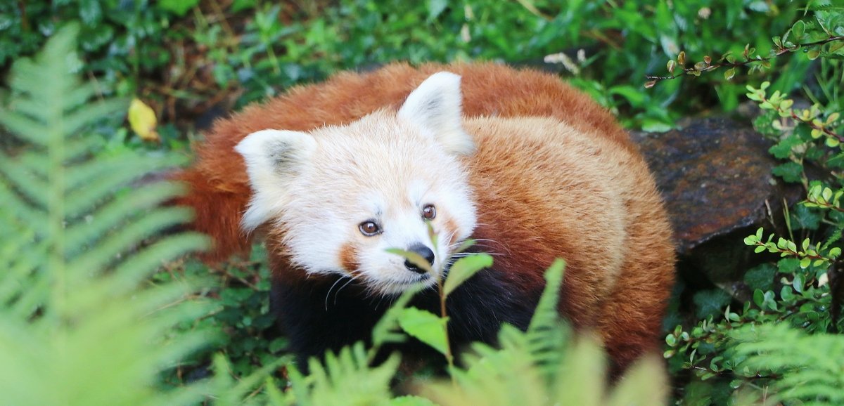animaux-d-couvrez-les-pr-noms-choisis-pour-les-deux-b-b-s-pandas-roux