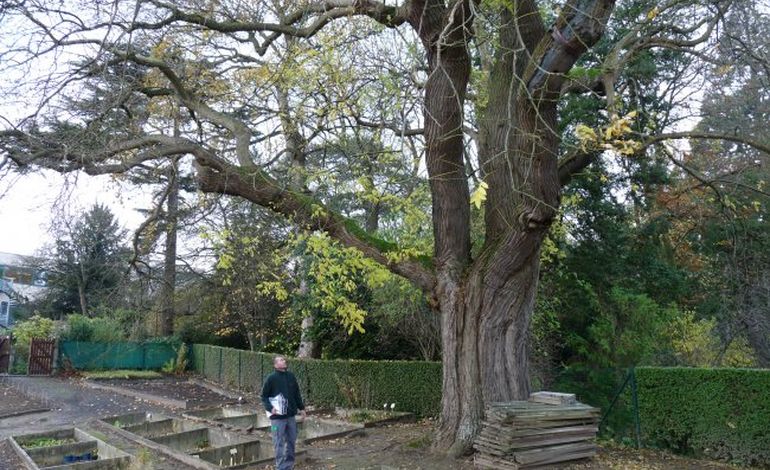 Caen : le doyen des arbres a plus de 200 ans