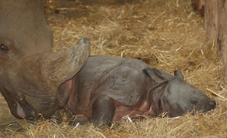 Un rhinocéros vient de naître à Lisieux !