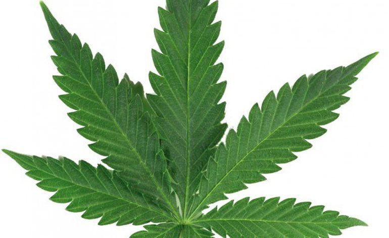 Petit-Quevilly : près de 3 kg de cannabis séchaient sur des fils !