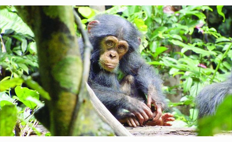 Notre film coup de coeur de la semaine : Chimpanzés