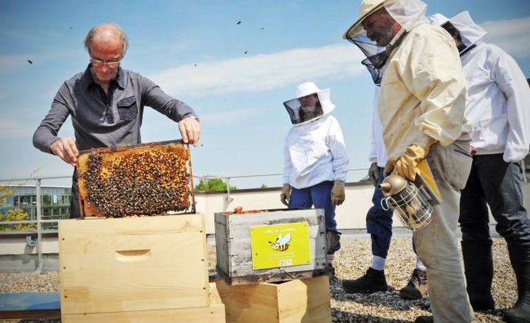 Canteleu, Elbeuf et  Rouen veulent sauver les abeilles