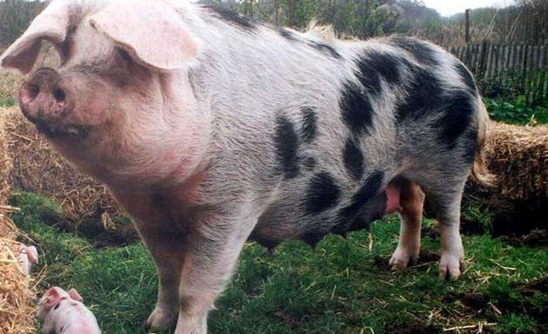 SIA 2013 : le Porc de Bayeux à l'honneur