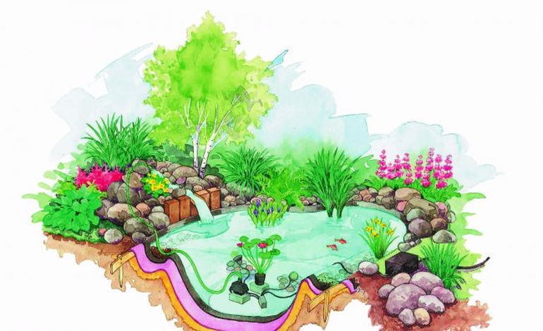 Et si vous créiez un bassin dans votre jardin ?