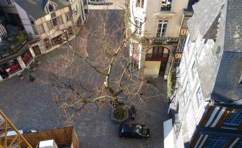 Rouen : levée de boucliers autour de l’arbre de Saint-Maclou