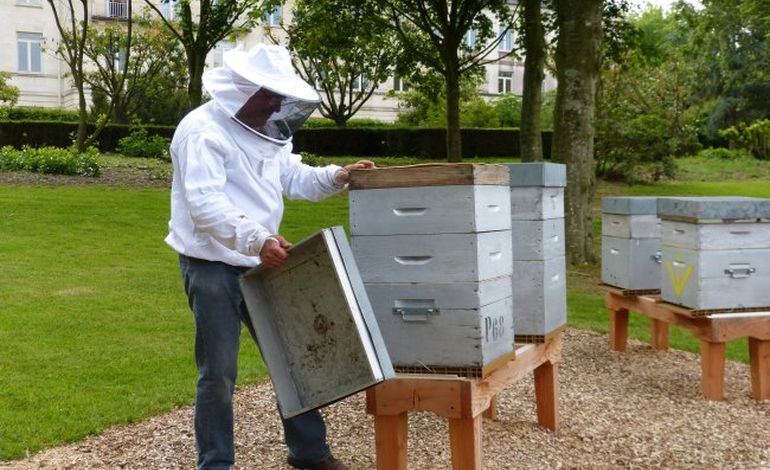 Des ruches dans les jardins du conseil général de la Manche
