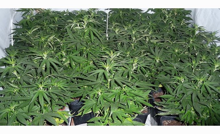 Il cultivait 80 pieds de cannabis près de Thury-Harcourt