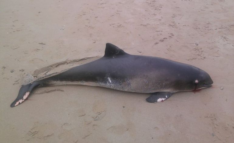 Un marsoin retrouvé mort sur une plage de la Manche