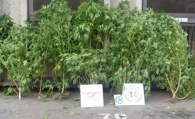 Près de Rouen, 14 plants de cannabis arrachés