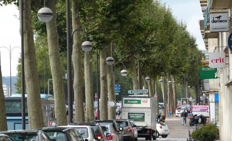 Rouen : en ville les grands arbres voués à disparaître