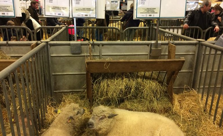 Les moutons et les porcs normands au Salon de l'Agriculture