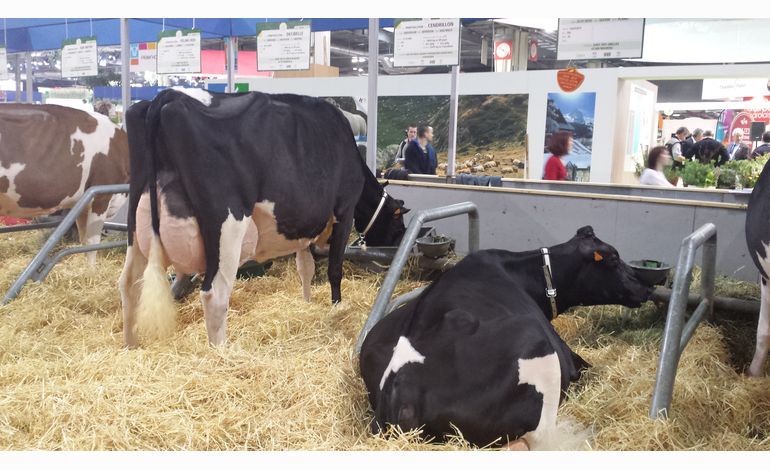 SIA 2014: les Gérard de la meilleure Prim'Holstein 