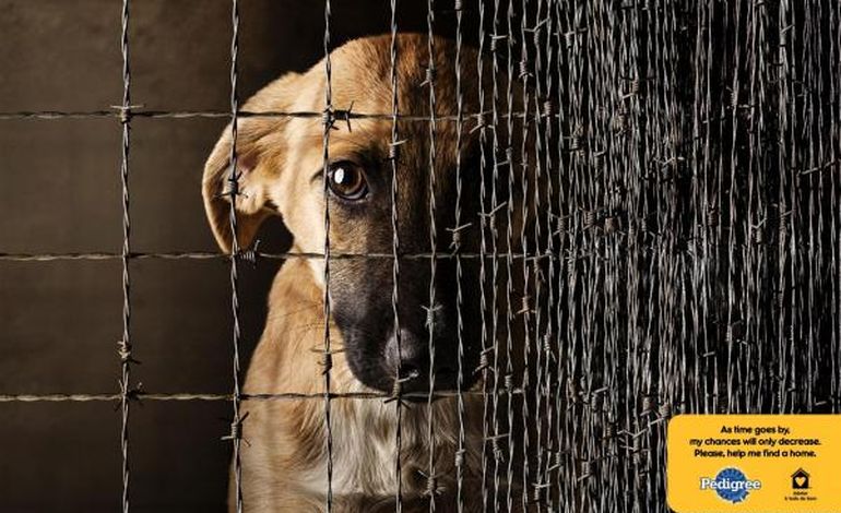 Aidez les chiens maltraités en regardant cette vidéo