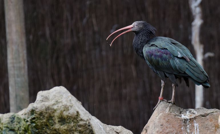 76179. Quatre ibis chauves relâchés du zoo de Clères