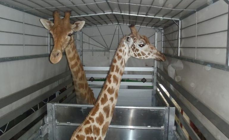 Cerza accueille cinq nouvelles girafes à partir de ce mercredi