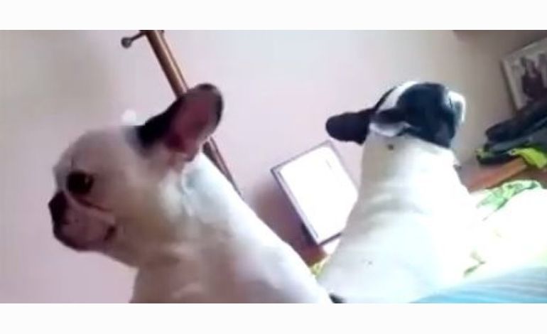 Buzz : 2 chiens dansent sur de la techno