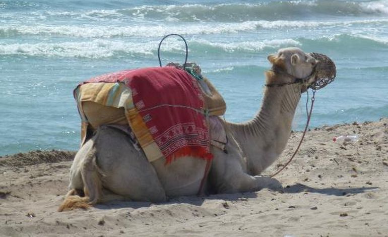 Deux chameaux en divagation sur la plage de Ouistreham ! 