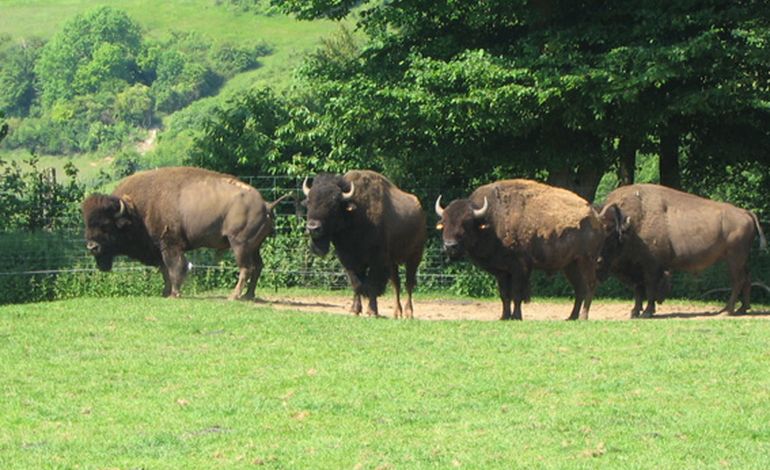 Des bisons en Normandie