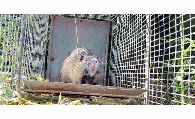 Manche : la lutte contre les ragondins et rats musqués va s'amplifier 