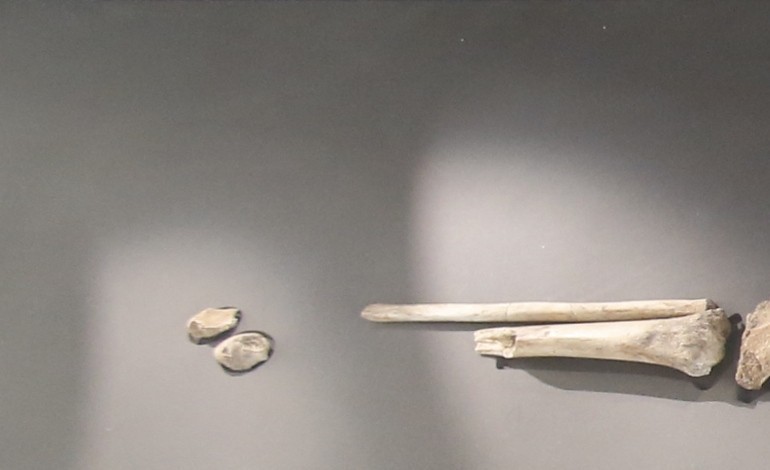 Le bras d'un pré-Néandertalien retrouvé à Tourville-la-Rivière