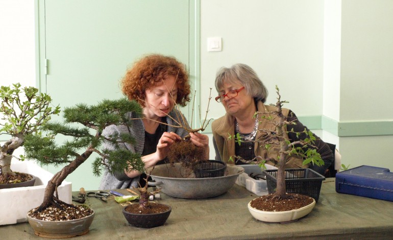 Les bonsaïs de Basse-Normandie se réunissent en Suisse Normande
